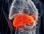 liver is essential for fat loss